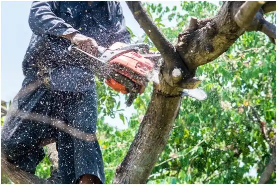 tree services Pilot Rock
